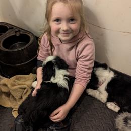 Australian Shepherd and Great Dane Puppies from AEW Farm