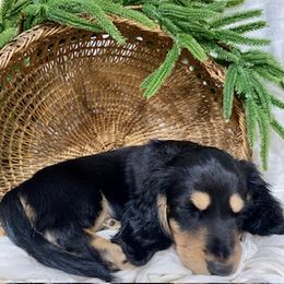 Dachshund Puppies from Down The Hill Potterdale