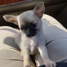 Chihuahuas and Whippets from Kemar