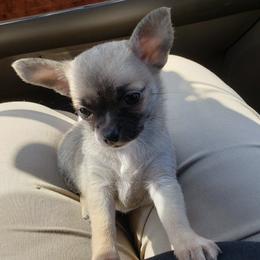 Chihuahuas and Whippets from Kemar