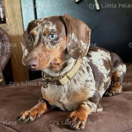 Buddy - Dachshund