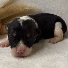 Girl 3 Black Tri - Black and white female American Corgi puppy in Scottown, Ohio from Wyndy Ridge Corgis