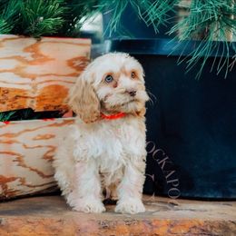 Orange Collar - Buff male Cockapoo puppy in Missoula, Montana from Big Sky Cockapoos