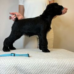 Girl 3 - Black Standard Schnauzer puppy in Lakebay, Washington from Jolanie Schnauzers