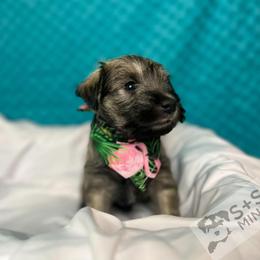Miniature Schnauzer Puppies from S & S Miniature Schnauzer