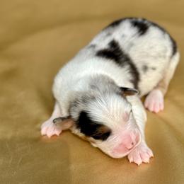 Dallas - Blue merle male Australian Shepherd puppy in Beaverdam, Virginia from Cimmarun Farm Aussies