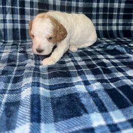 Girl 2 - Blenheim female Cavapoo puppy in Ivins, Utah from Taylia's Cavapoos
