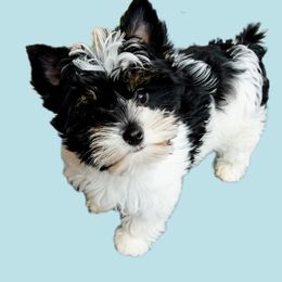 Biewer Terriers from Silver Belle Biewers