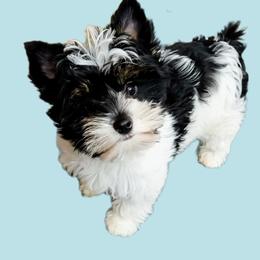 Biewer Terriers from Silver Belle Biewers