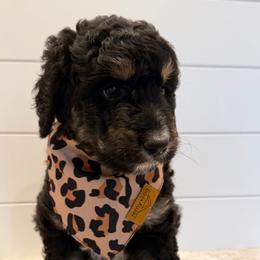 Pink Collar Girl - Tri-color female Bernedoodle puppy in San Augustine, Texas from Vintage Doodles