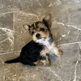 Jacob - Black and tan male Yorkshire Terrier puppy in Eustis, Florida from Angel Spun Yorkies
