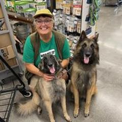 Belgian Tervuren All Grown Up from Baulerschmidt Belgians