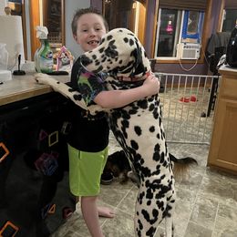 Dalmatian Puppies from Hallmark Dalmatians;
