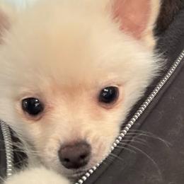 Phillipe - White male Pomsky puppy in Barryton, Michigan from JHS Pomskies