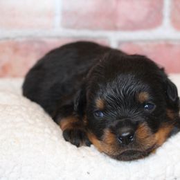 Yellow boy - Black and mahogany male Rottweiler puppy in Auburn, California from Vom Haus Flores