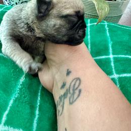 Pug Puppies from Masters Pugs