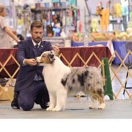 Australian Shepherd Puppies from Imagine Australian Shepherds