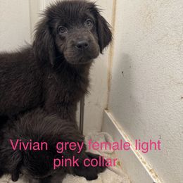 Valintina - Gray Newfoundland puppy in Shepherd, Montana from Crystal Waters Newfoundlands