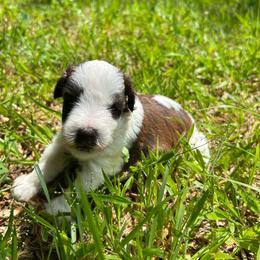 Dill - Parti male Miniature Schnauzer puppy in Clover, South Carolina from Bobo’s Babies Kennels