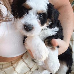 Kona - Tri-color female Bernedoodle puppy in Grants Pass, Oregon from Royal Empire Bernedoodles