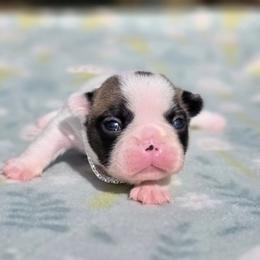 Poppy Lee - Fawn and white female French Bulldog puppy in Polk City, Florida from Best Friend Frenchies, LLC
