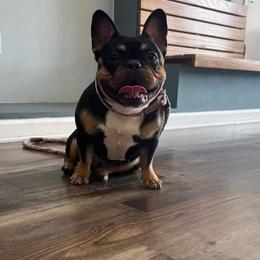 French Bulldog All Grown Up from Diondre Lee