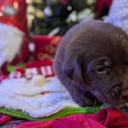 Labrador Retriever Puppies from Starfire Labradors