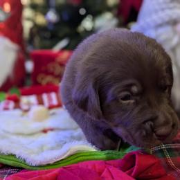Labrador Retriever Puppies from Starfire Labradors