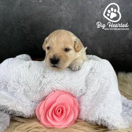 Natasha - White female Companion Cross puppy in Utah County, Utah from Big Hearted Breeders