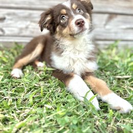 Ranger - Red tri male Miniature Australian Shepherd puppy in Saint Cloud, Florida from Dirty Paws