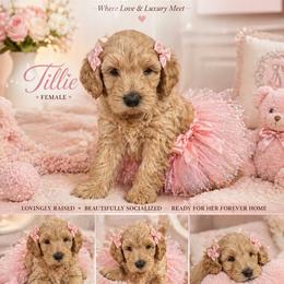 Tillie orange collar - Apricot female Goldendoodle puppy in Aurora, Illinois from Chicago Goldendoodles