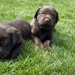 Labrador Retriever Puppies from Burks Retrievers
