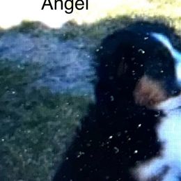 Miniature Australian Shepherds and Toy Australian Shepherds from Spirited Dreams Mini and Toy Aussies