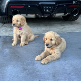 Golden Retrievers from Monroe Golden Retrievers