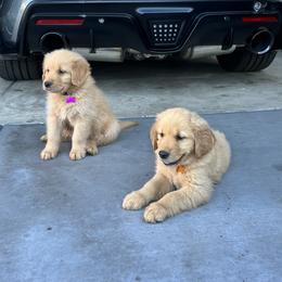Golden Retrievers from Monroe Golden Retrievers