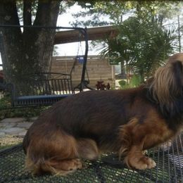 Winston  - Dachshund