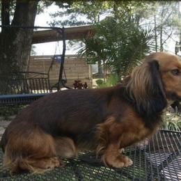 Winston  - Dachshund