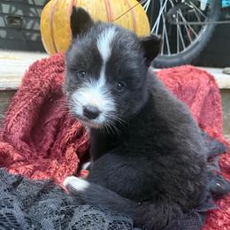 Salem - Black and white male Siberian Husky puppy in Ravena, New York from Osiris’s Siberians & Pomskies