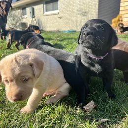 Labrador Retriever Puppies from Burks Retrievers