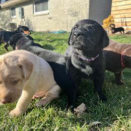 Labrador Retriever Puppies from Burks Retrievers
