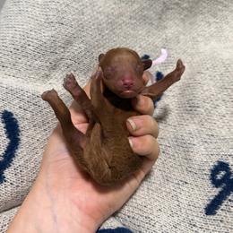Sydney - Red female Cavapoo puppy in Fort Worth, Texas from Aloha Paradise Poodles LLC