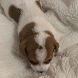 Dolly - Chocolate and white female Teddy Roosevelt Terrier puppy in Twin Falls, Idaho from Margo Lauritsen