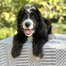 Fred - Black and white male Sheepadoodle puppy in Thornville, Ohio from Four Front Doodles & Friends