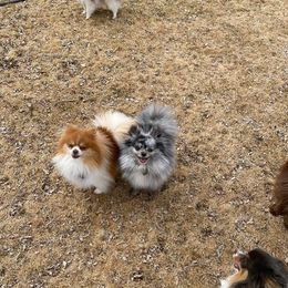 Pomeranian Puppies from My Star Pomeranian’s