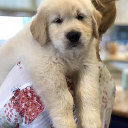 Golden Retriever Puppies from Briarcrest Golden Retrievers