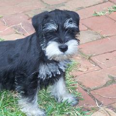 Miniature Schnauzers from Von Ruhr Miniature Schnauzers