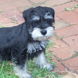 Miniature Schnauzers from Von Ruhr Miniature Schnauzers