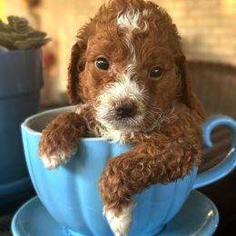 Cider - (Silver Collar) - Parti male Goldendoodle puppy in Eunice, Louisiana from Maison De Pawz