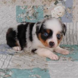 Birthday - Blue merle male Toy Australian Shepherd puppy in Okeana, Ohio from Fetching Toy Aussies