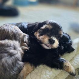 Girl 3 - female Havapoo puppy in Medina, Ohio from Momma's Minis